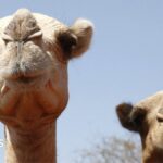Africa's camels are dying from extreme heat as temperatures soar