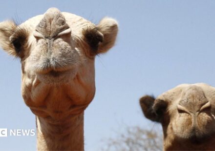 Africa's camels are dying from extreme heat as temperatures soar