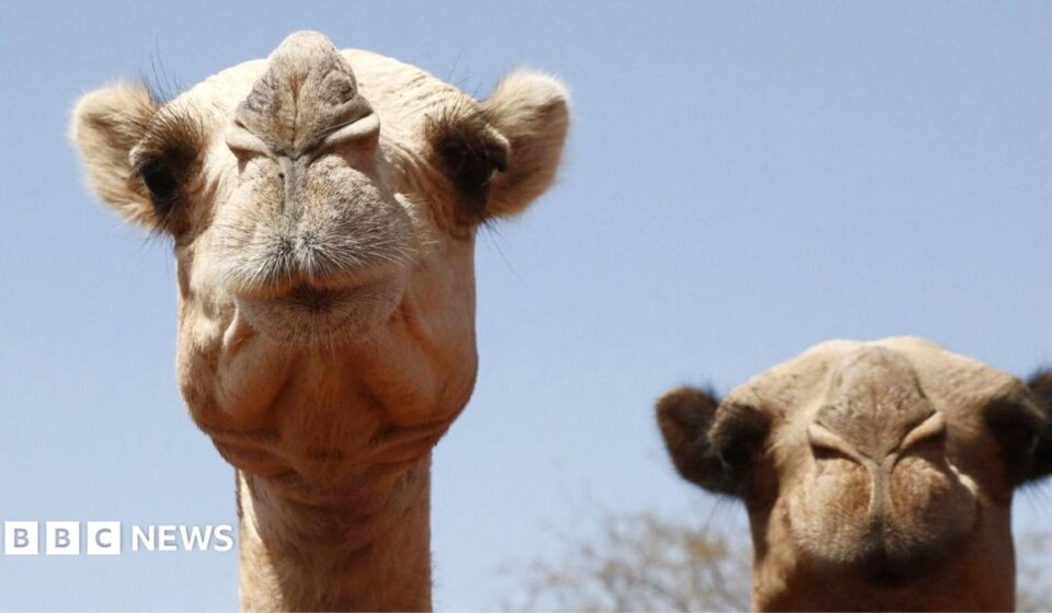 Africa's camels are dying from extreme heat as temperatures soar