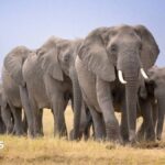 Amboseli elephant deaths: Kenya Wildlife Service launches urgent inquiry after 14 carcasses found