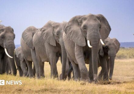 Amboseli elephant deaths: Kenya Wildlife Service launches urgent inquiry after 14 carcasses found