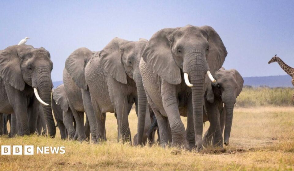 Amboseli elephant deaths: Kenya Wildlife Service launches urgent inquiry after 14 carcasses found
