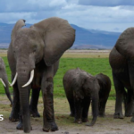 Amboseli elephant deaths: Kenya Wildlife Service suspects pesticide-sprayed tomatoes to be the cause