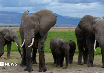 Amboseli elephant deaths: Kenya Wildlife Service suspects pesticide-sprayed tomatoes to be the cause