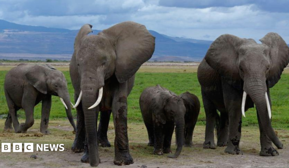 Amboseli elephant deaths: Kenya Wildlife Service suspects pesticide-sprayed tomatoes to be the cause