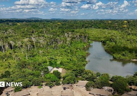 Brazil's Amazon sees sharp decline of area burned in 2025