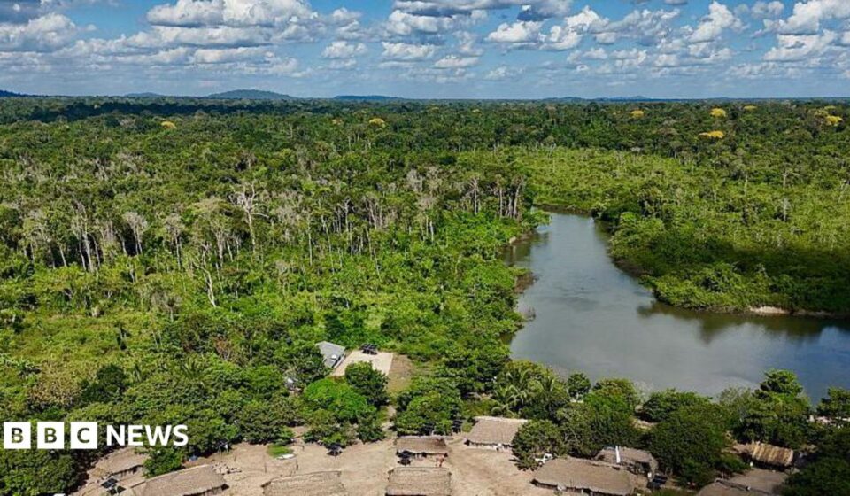 Brazil's Amazon sees sharp decline of area burned in 2025