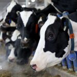 Canada's 'powerful' dairy sector is in Trump's trade crosshairs