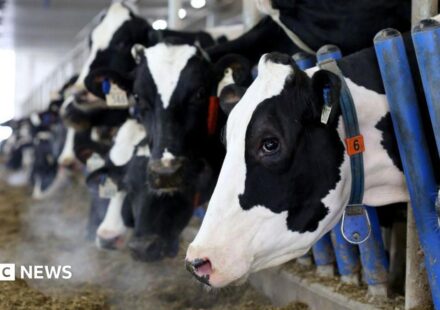 Canada's 'powerful' dairy sector is in Trump's trade crosshairs