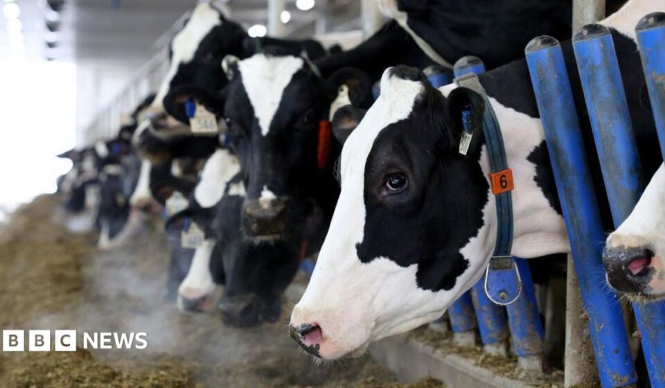 Canada's 'powerful' dairy sector is in Trump's trade crosshairs