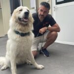 Cats, dogs and horses: Rescuing the pets caught in France’s wildfires