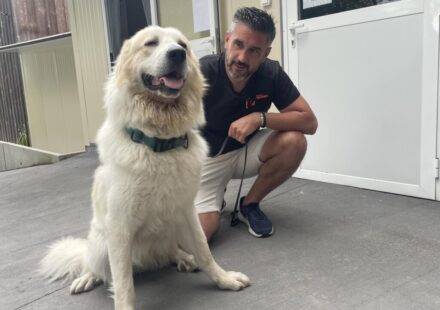Cats, dogs and horses: Rescuing the pets caught in France’s wildfires