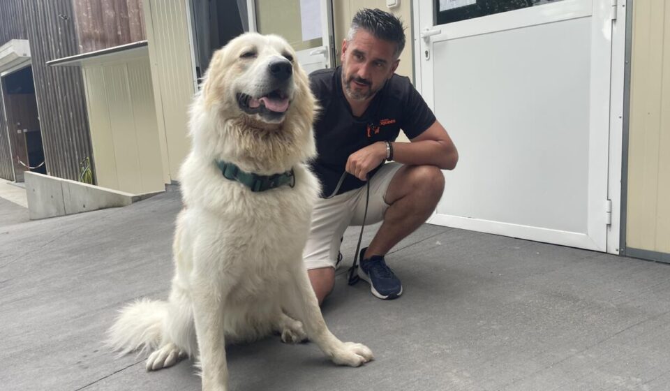 Cats, dogs and horses: Rescuing the pets caught in France’s wildfires