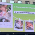 China's animal lovers take fight against abuse offline and overseas