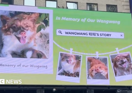 China's animal lovers take fight against abuse offline and overseas