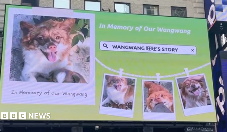 China's animal lovers take fight against abuse offline and overseas