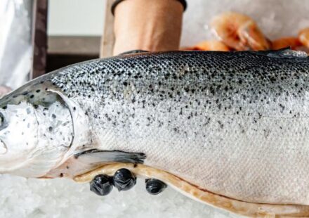 Ciencia: ¿Qué pescados son más sanos para comer?