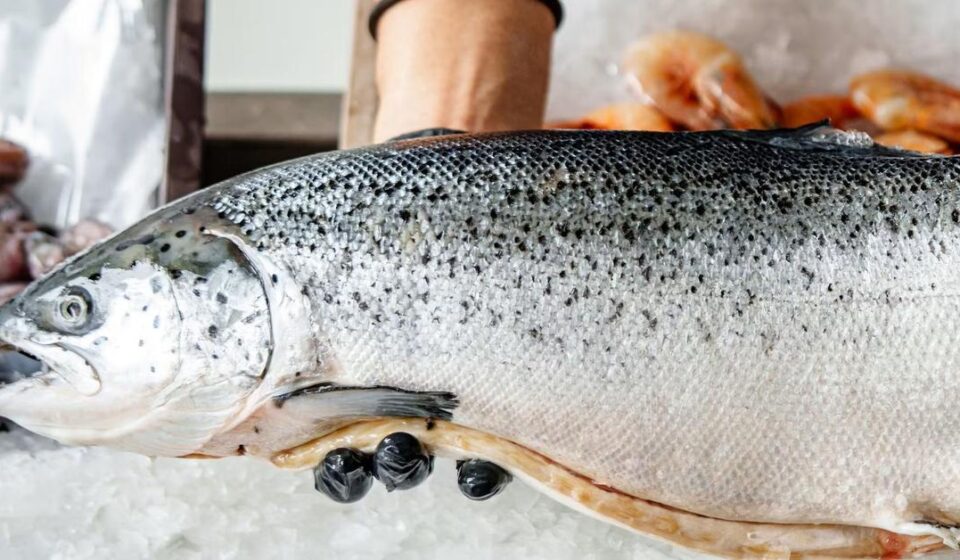 Ciencia: ¿Qué pescados son más sanos para comer?
