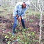 Cuba elimina el límite al usufructo y abre tierras al capital extranjero