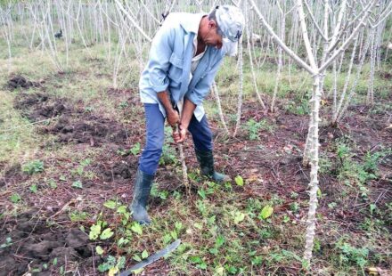 Cuba elimina el límite al usufructo y abre tierras al capital extranjero