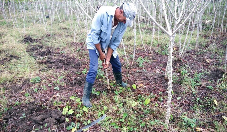 Cuba elimina el límite al usufructo y abre tierras al capital extranjero