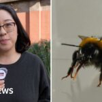Do bees have feelings? Study reveals the insects' 'inner life'
