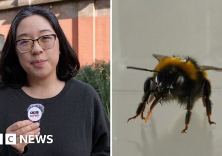 Do bees have feelings? Study reveals the insects' 'inner life'