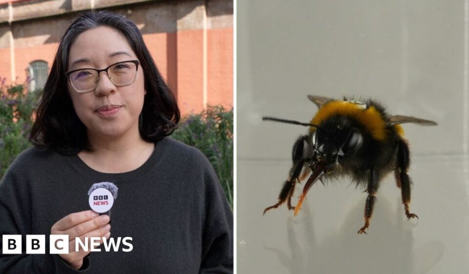 Do bees have feelings? Study reveals the insects' 'inner life'