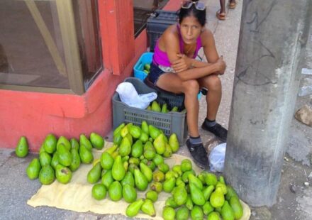 Foto del día: El aguacate también se escapó del plato de los pobres