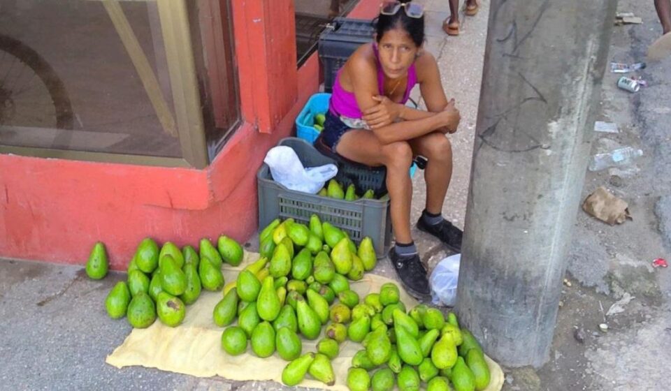 Foto del día: El aguacate también se escapó del plato de los pobres
