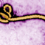France's first detected Ebola patient recovers, leaves hospital