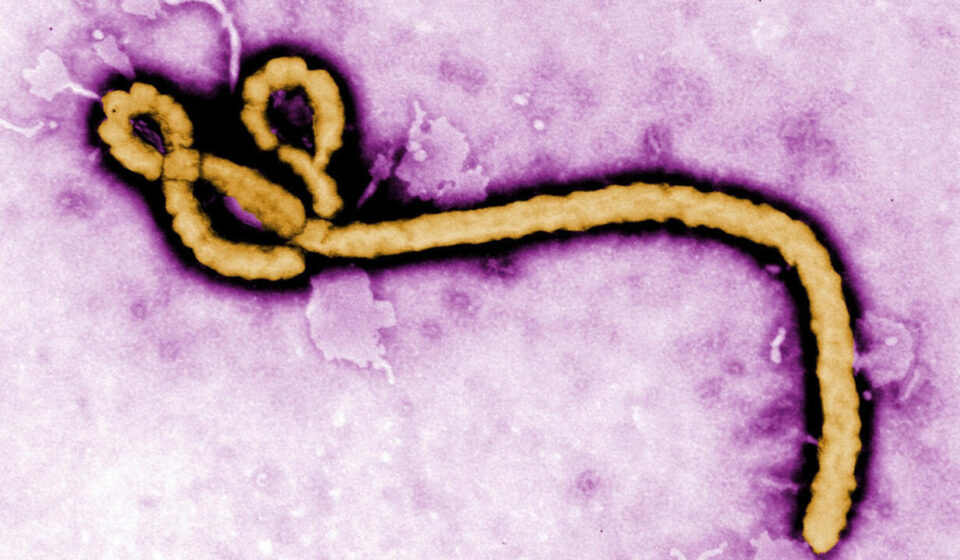 France's first detected Ebola patient recovers, leaves hospital