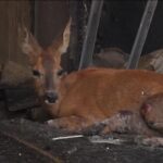 From deer to hedgehogs: Wildfires devastate France's wildlife