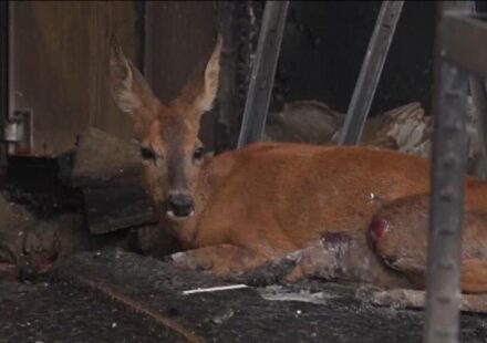 From deer to hedgehogs: Wildfires devastate France's wildlife