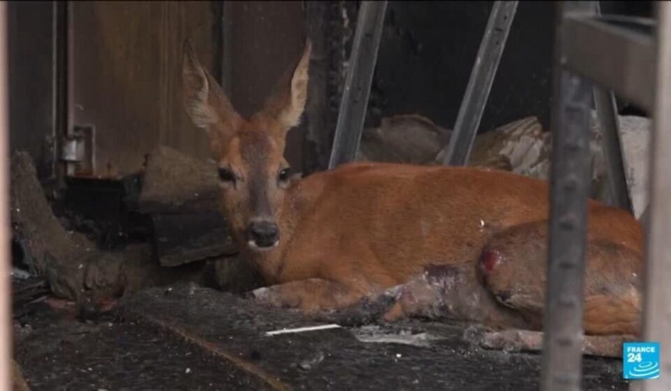 From deer to hedgehogs: Wildfires devastate France's wildlife