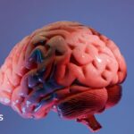 How Indian scientists are mapping the brain's last frontier