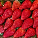 India wants to cuts its reliance on overseas strawberry varieties