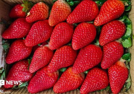 India wants to cuts its reliance on overseas strawberry varieties