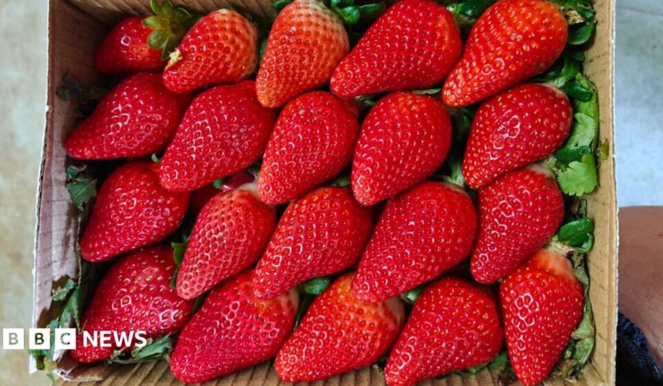 India wants to cuts its reliance on overseas strawberry varieties