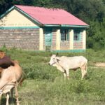Kenya's vanishing rural schools - and why a new curriculum may be to blame