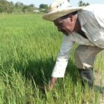 Los vietnamitas se ufanan por multiplicar por diez el arroz en Cuba