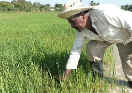 Los vietnamitas se ufanan por multiplicar por diez el arroz en Cuba