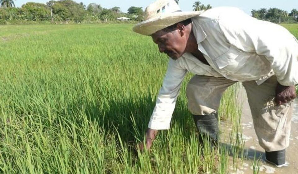 Los vietnamitas se ufanan por multiplicar por diez el arroz en Cuba