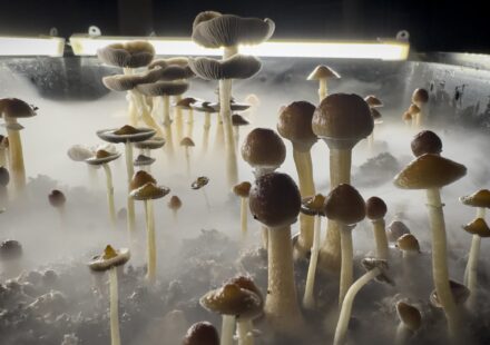 Market for psychedelic drugs to treat mental health gets a buy signal