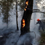 More than 1,900 hectares of Fontainebleau forest near Paris destroyed by wildfires