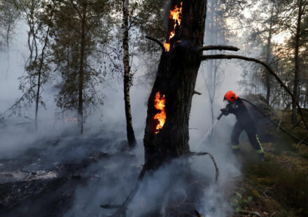 More than 1,900 hectares of Fontainebleau forest near Paris destroyed by wildfires