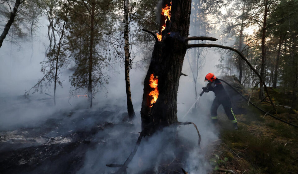 More than 1,900 hectares of Fontainebleau forest near Paris destroyed by wildfires
