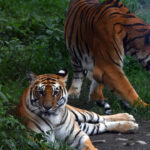 Nepal's tiger numbers rise 20 percent to an estimated 429