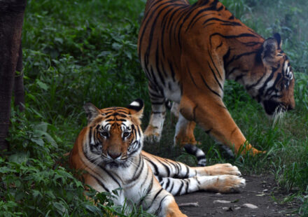 Nepal's tiger numbers rise 20 percent to an estimated 429