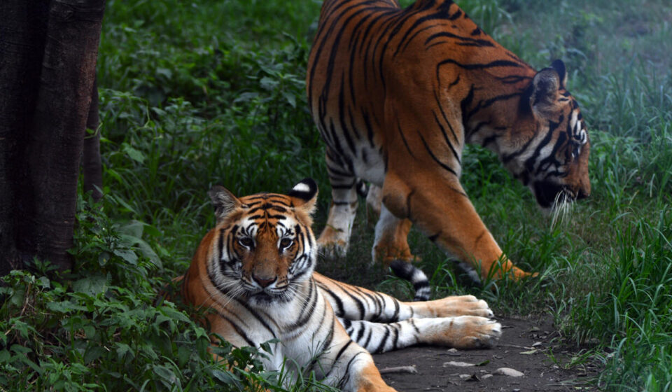 Nepal's tiger numbers rise 20 percent to an estimated 429